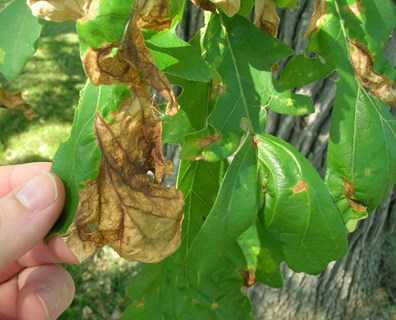 Yapraklardaki Hastalıkları Teşhis Edin!