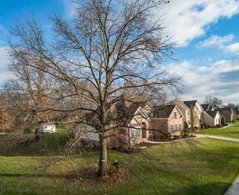 Ölü dalların kesilmesi bir ağaca yardım eder mi?