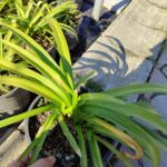 Agapanthus Sevgi Çiçeği 5lt Saksı