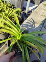 Agapanthus Sevgi Çiçeği 5lt Saksı