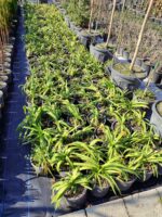 Agapanthus Sevgi Çiçeği 5lt Saksı - Görsel 2