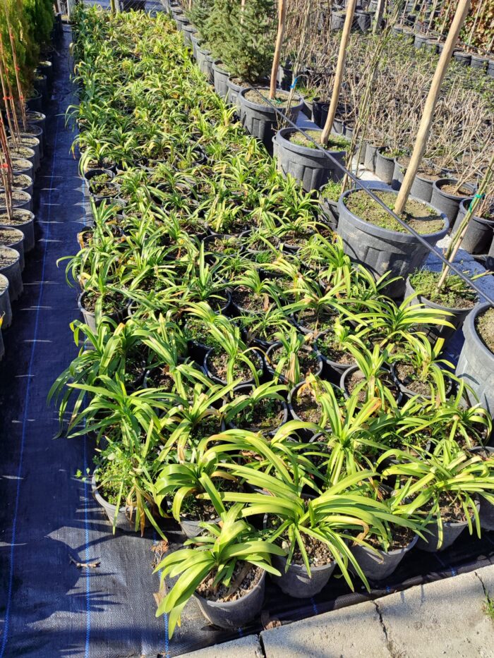 Agapanthus Sevgi Çiçeği 5lt Saksı - Görsel 2