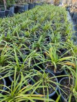 Agapanthus ince yapraklı - Görsel 2