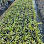 Agapanthus ince yapraklı