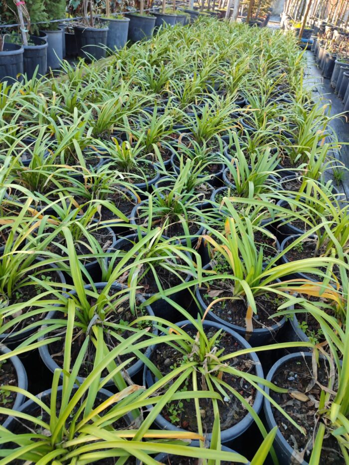 Agapanthus ince yapraklı - Görsel 2