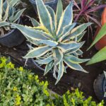Agave americana variegata 30-40cm boy 35 litre