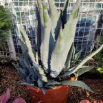 Agave Amerikana 45 Litre 60-80cm boy