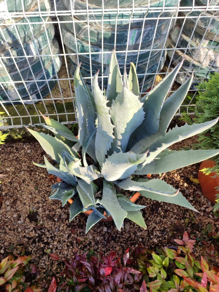 Agave Amerikana 45 Litre 60-80cm boy - Görsel 5