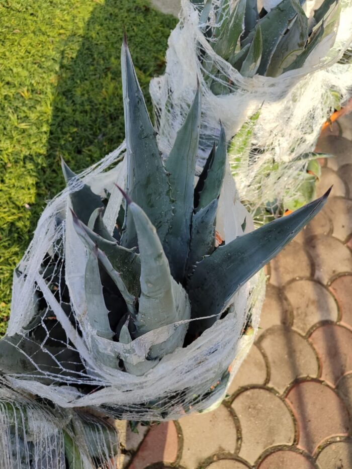 Agave Amerikana 45 Litre 60-80cm boy - Görsel 4