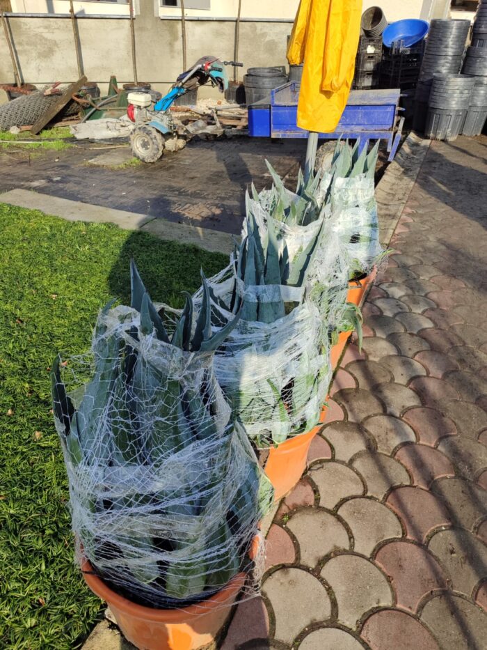 Agave Amerikana 45 Litre 60-80cm boy - Görsel 3