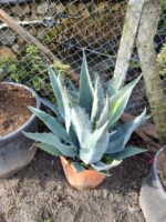 Agave Amerikana 45 Litre 60-80cm boy - Görsel 2