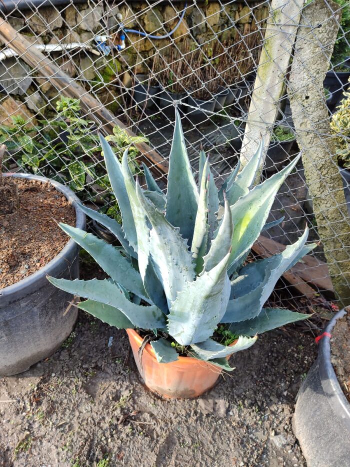 Agave Amerikana 45 Litre 60-80cm boy - Görsel 2