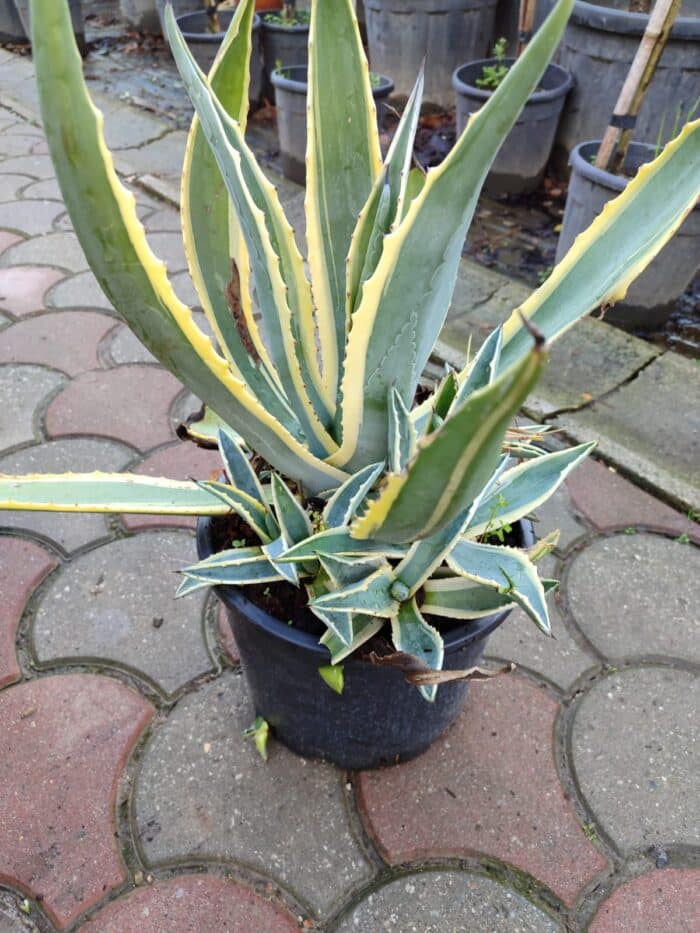 Agave americana variegata 30-40cm boy 35 litre - Görsel 4