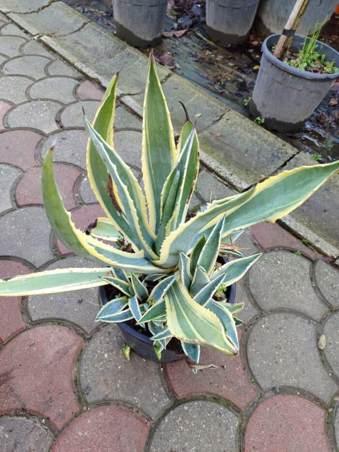 Agave americana variegata 30-40cm boy 35 litre - Görsel 3