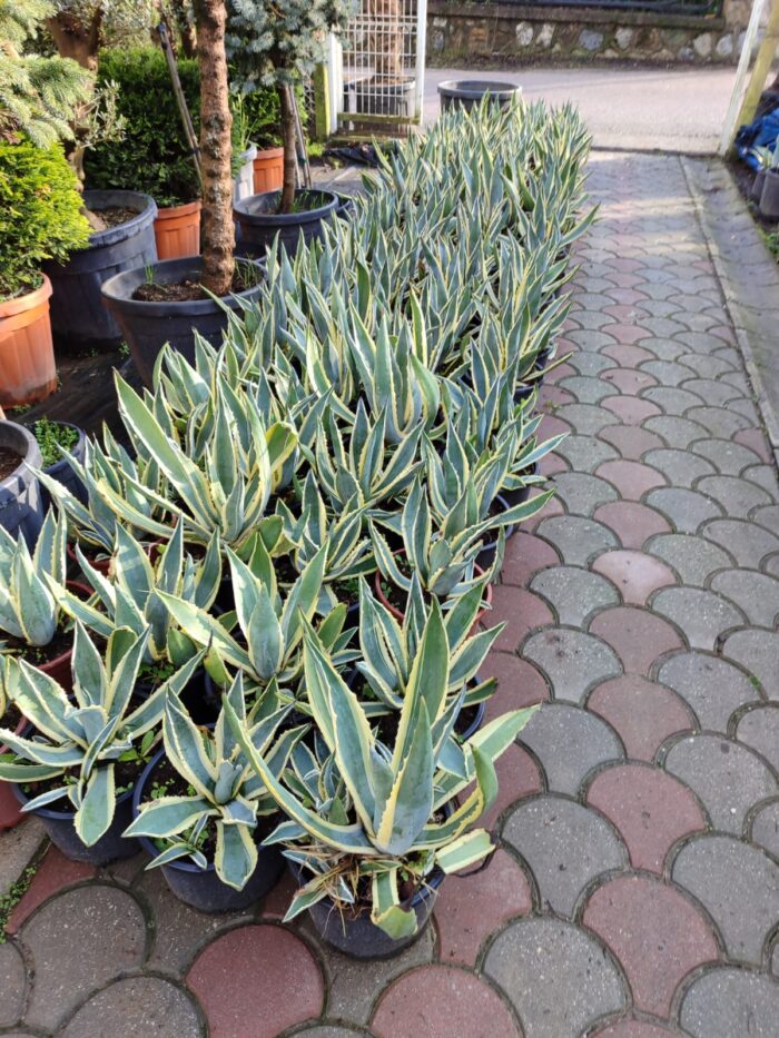 Agave americana variegata 30-40cm boy 35 litre - Görsel 2