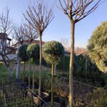 Top Akasya, Robinia pseudoacacia 'Umbraculifera' 18-20Q