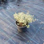 Alacalı Abelia 1.5Litrelik saksıda 20-30 çap