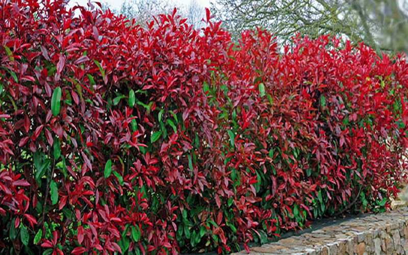 Alev Ağacı Photinia Hastalıkları