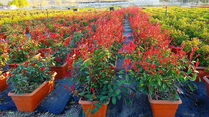 Çit Şeklinde Kullanılan Bitkiler Hangileridir?