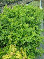 Altın çanağı 40-60 cm - Görsel 3