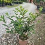 Altın çanağı 40-60 cm