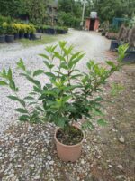 Altın çanağı 40-60 cm