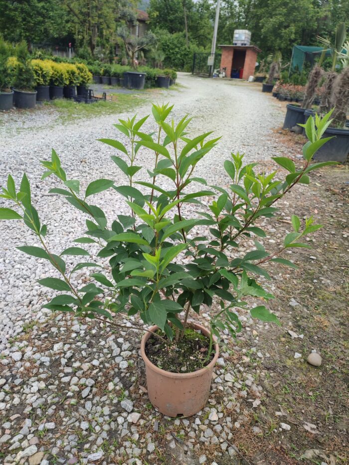 Altın çanağı 60-80 cm - Görsel 2