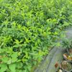 Altın çanağı 60-80 cm