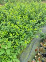 Altın çanağı 40-60 cm - Görsel 2