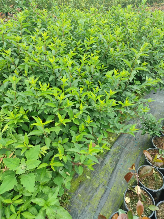 Altın çanağı 40-60 cm - Görsel 2