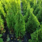 Altuni Piramit Mazı 80-100 cm