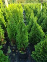 Altuni Piramit Mazı 80-100 cm