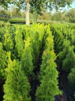 Altuni Piramit Mazı 80-100 cm - Görsel 3