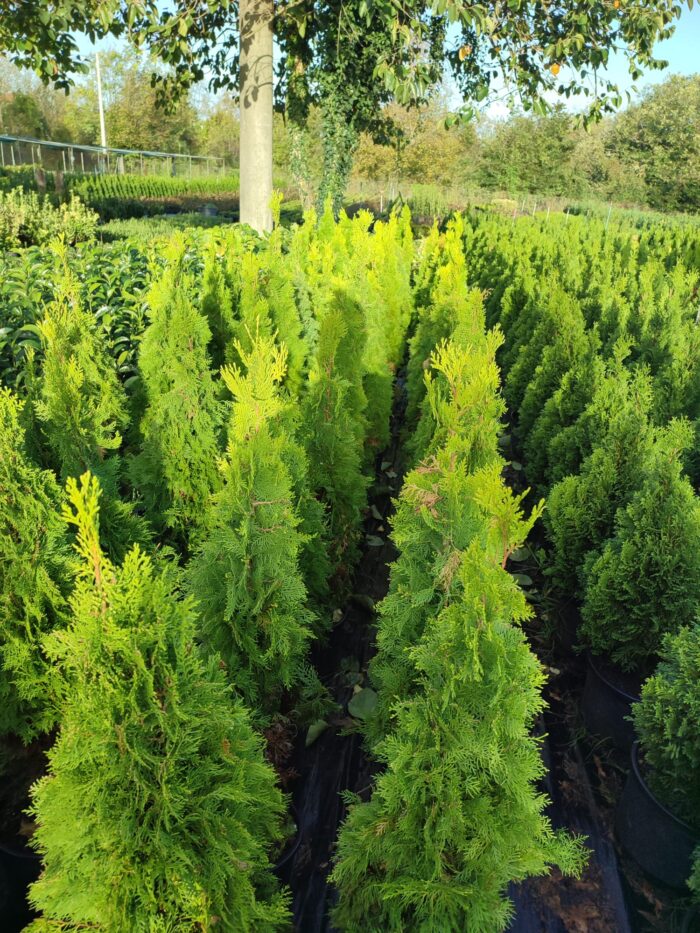 Altuni Piramit Mazı 80-100 cm - Görsel 3