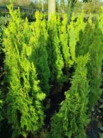 Altuni Piramit Mazı 80-100 cm - Görsel 2