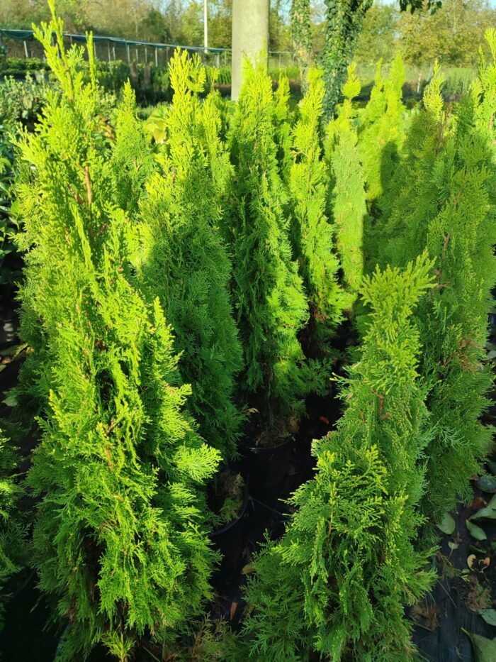 Altuni Piramit Mazı 80-100 cm - Görsel 2