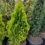 Altuni Smargat Mazı 100cm