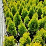 Altuni Smargat Mazı 20-30cm 3litre