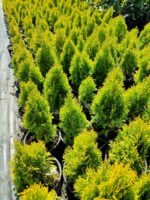 Altuni Smargat Mazı 20-30cm 3litre