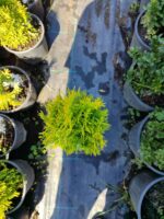 Altuni Smargat Mazı 20-30cm 3litre - Görsel 3