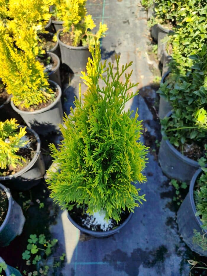 Altuni Smargat Mazı 20-30cm 3litre - Görsel 2