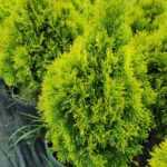 Sarı Smargat (Altuni Smargat) Mazı 60-80cm boy