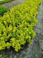 Altuni Taflan 20-30 cm dolgun - Görsel 3