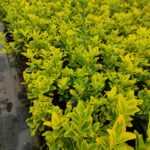 Altuni Taflan 20-30 cm dolgun