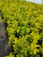 Altuni Taflan 20-30 cm dolgun