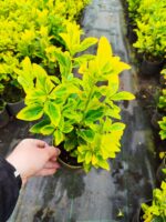 Altuni Taflan 20-30 cm dolgun - Görsel 2