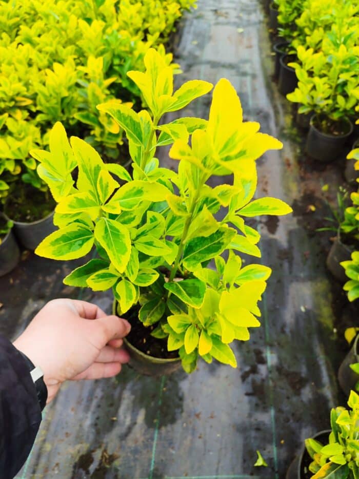 Altuni Taflan 20-30 cm dolgun - Görsel 2