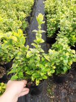 Altuni Taflan 20-30 cm dolgun - Görsel 7