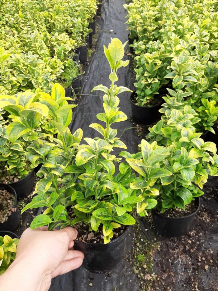 Altuni Taflan 20-30 cm dolgun - Görsel 7