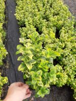 Altuni Taflan 20-30 cm dolgun - Görsel 6